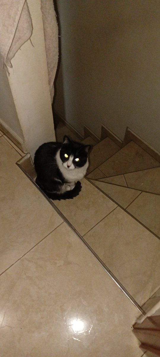lambvinity's tweet photo. my cat Lola just knocked a knife off the counter ok https://t.co/kp5DDLSoI7