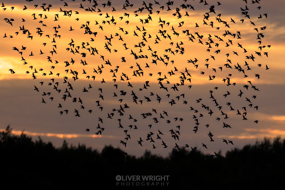 OW_Photography's tweet photo. Went to have a look at the starling and sparrowhawk situation at Fairburn this evening. Quite a few starlings already and there was 2 sparrowhawks trying to predate the group! 

Managed to get one of the sparrowhawks in flight :) https://t.co/WpNcM9OXJT