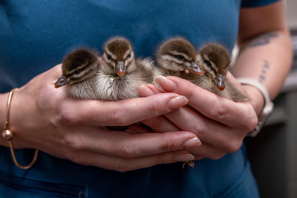 wildwarriors's tweet photo. There are plenty of tiny ducklings waddling around the Australia Zoo Wildlife Hospital at the moment! 🐥

While many of our ducklings have hatched here at the Hospital, this little group was brought in after being found orphaned. They’re now having their first health checks with our team before heading off to dedicated wildlife carers, where they can grow, learn and develop before returning to the wild. 🥰

We’re certainly not short on cuteness around here! 💛