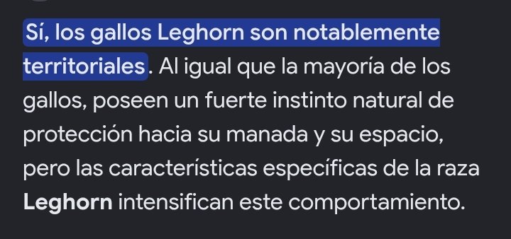 BigAsHellMuse's tweet photo. Sobre si el gallo este es un culero o no, cuando se le ve bajo lo que es realmente; Un gallo y (el único del gallinero para ser específicos). Hace sentido el porqué es un hijo de perra enfadoso con todo el que se le cruza. Ese es justamente el comportamiento de un Leghorn. https://t.co/4xF2r5DLKm