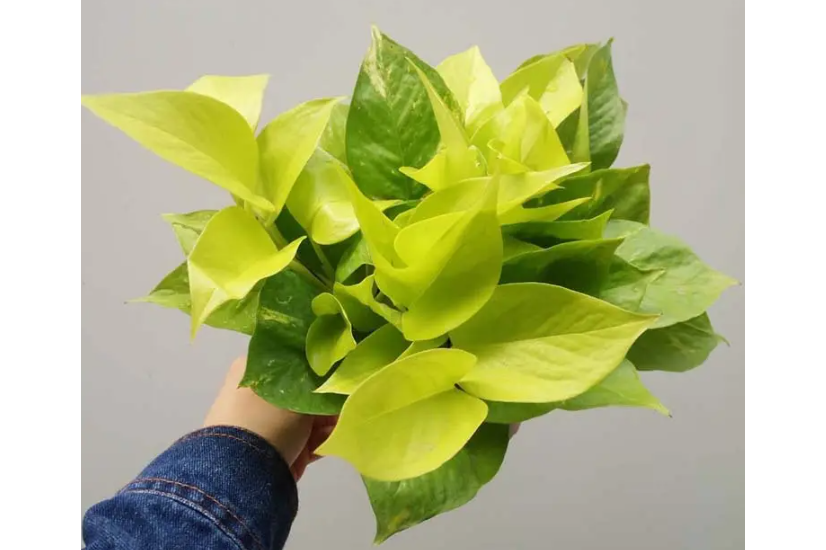 cloud500360's tweet photo. [Want your pothos thriving Place it in bright indirect light, water when the top 2 inches of soil feel dry, and wipe leaves monthly to keep them dust-free! ]， https://t.co/beAg5RZ8bx