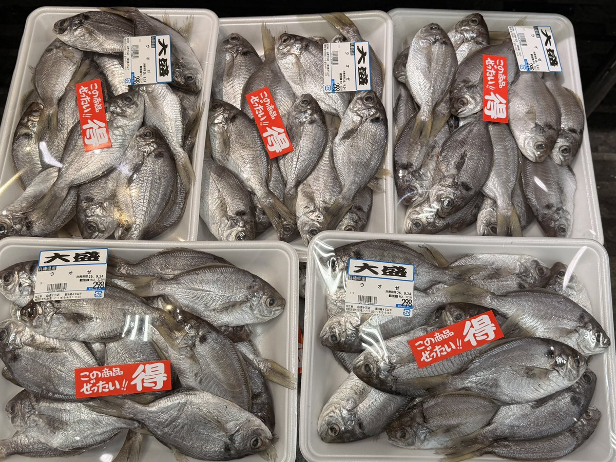yamatora_13's tweet photo. 本日のおすすめの魚① https://t.co/m7dEamnnuV