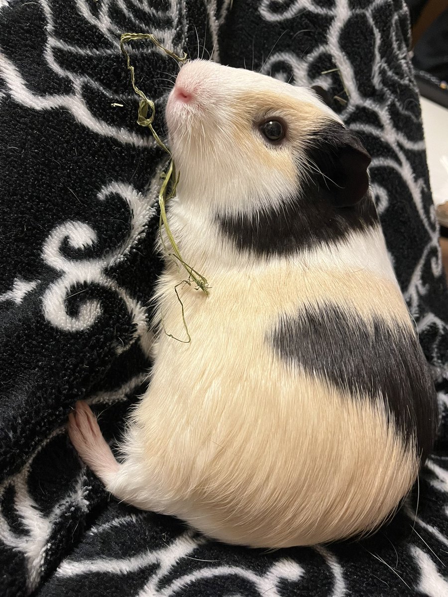 Licht0410's tweet photo. おはもる🐹 https://t.co/Zih7lqYpPb