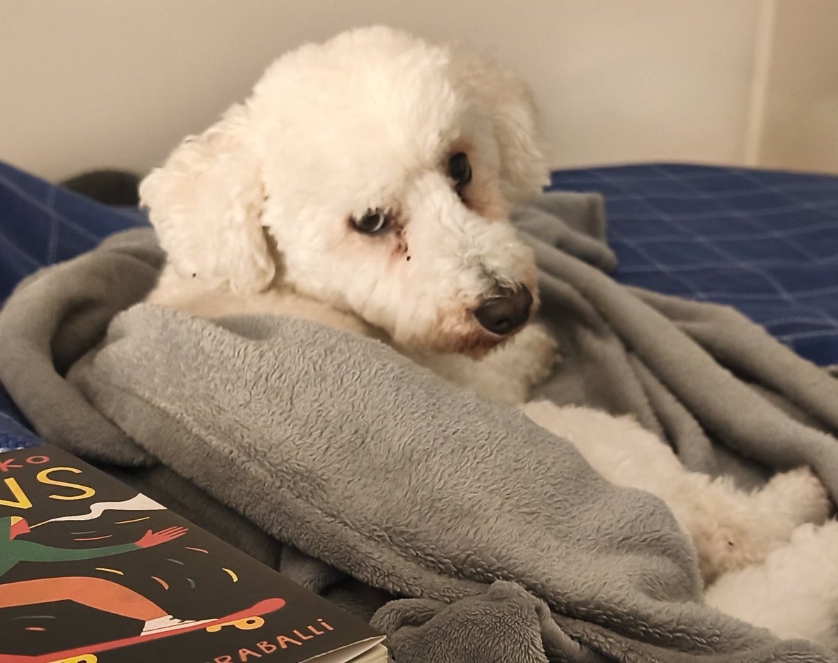 escinthiaconh's tweet photo. A veces mi perro me mira con cara de quien chota sos y no se si reírme o preocuparme la verdad https://t.co/N1U7PGS4os