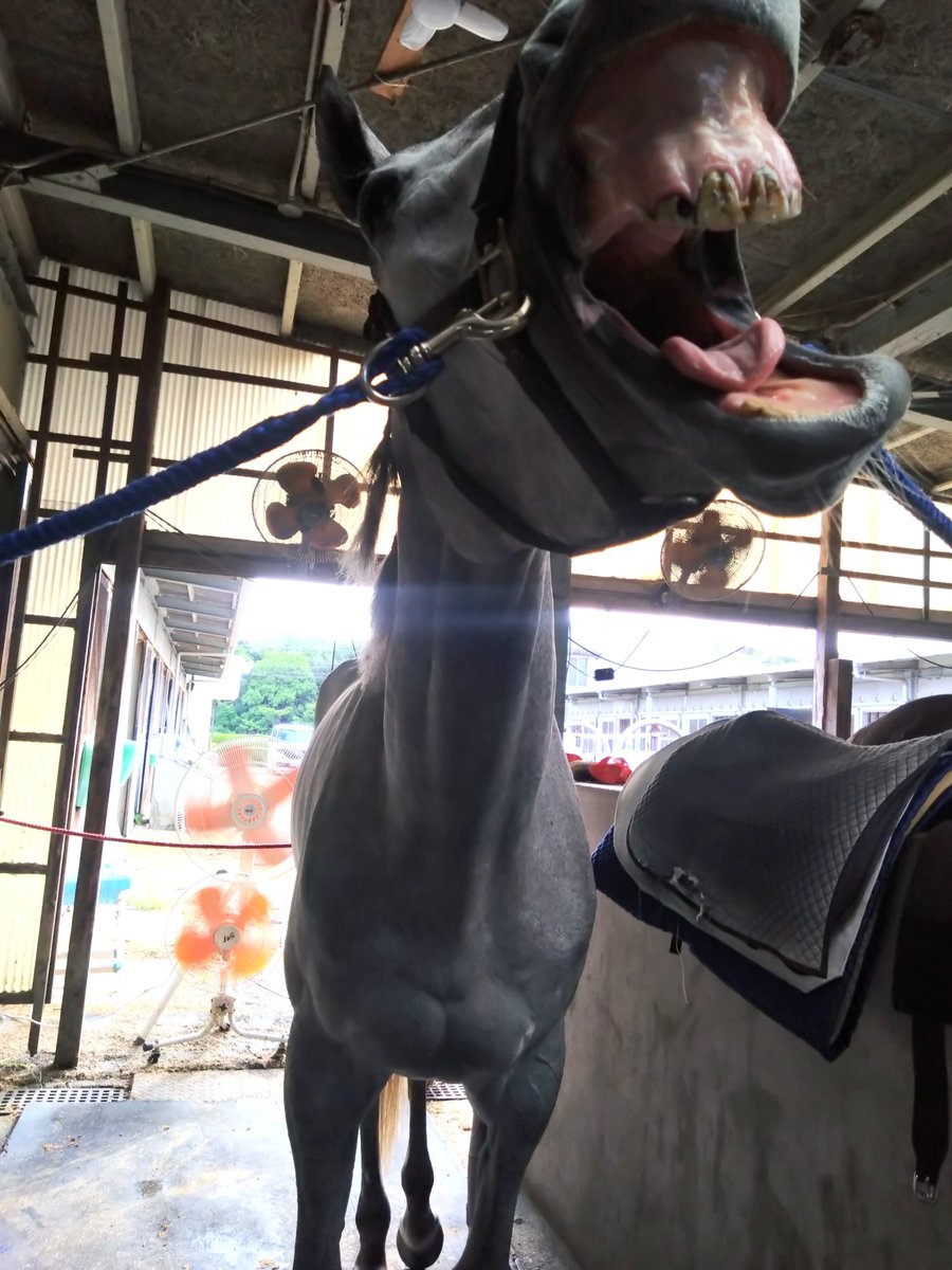 _horse_horse_2's tweet photo. 大あくびな
シェリーシュシュ https://t.co/T8U2lJN33b