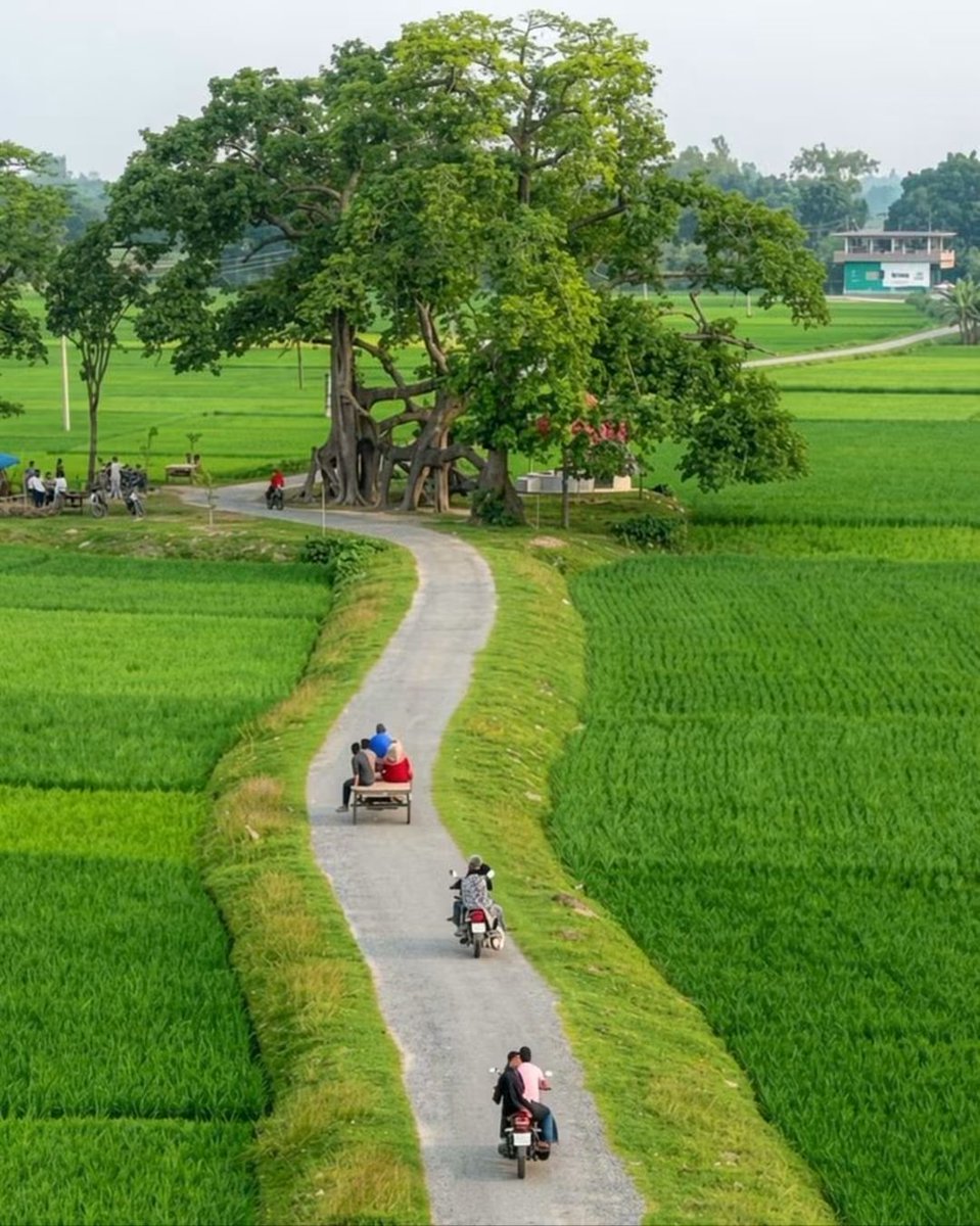 bhawnak24370326's tweet photo. सुकून इसे कहते हैं…!🌿
खेतों के बीच से गुजरती सड़क, खुला आसमान और मिट्टी की खुशबू लिए चलती ठंडी हवाएँ…
शहर में लाखों की कमाई हो जाए, ऐसा सुकून कहाँ मिलता है! 🥹🌾
सभी दोस्तों को सुप्रभात 😊 https://t.co/X0UCTovzha