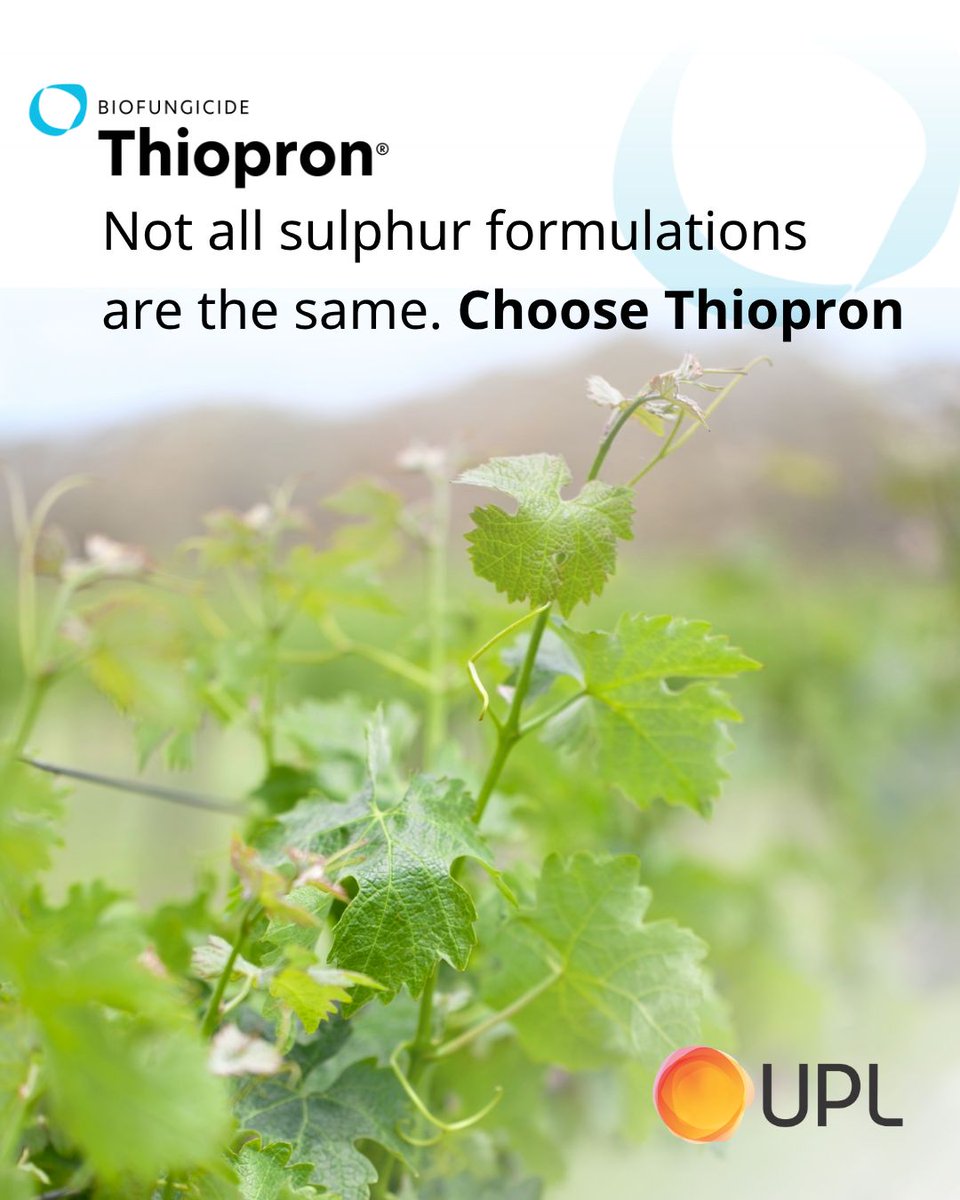 UPLAUSLtd's tweet photo. 🤔 Why does particle size matter in a sulphur fungicide?
Finer particles help improve leaf coverage. #Thiopron® contains fine 1.2 micron sulphur particles, supporting coverage &amp; rainfastness for reliable #PowderyMildew control 🍇
#UPLLtd #OpenAg https://t.co/HTi6IyQWkX