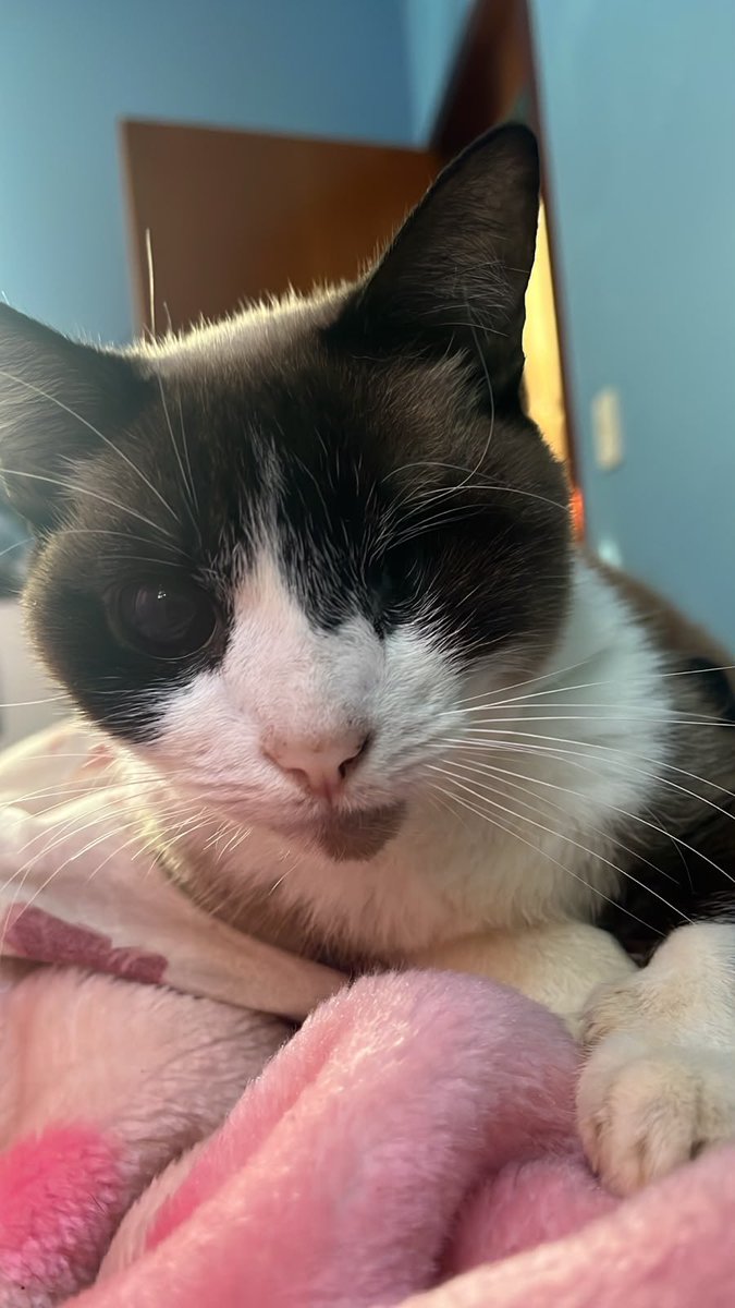 makecatsbetter tweet picture