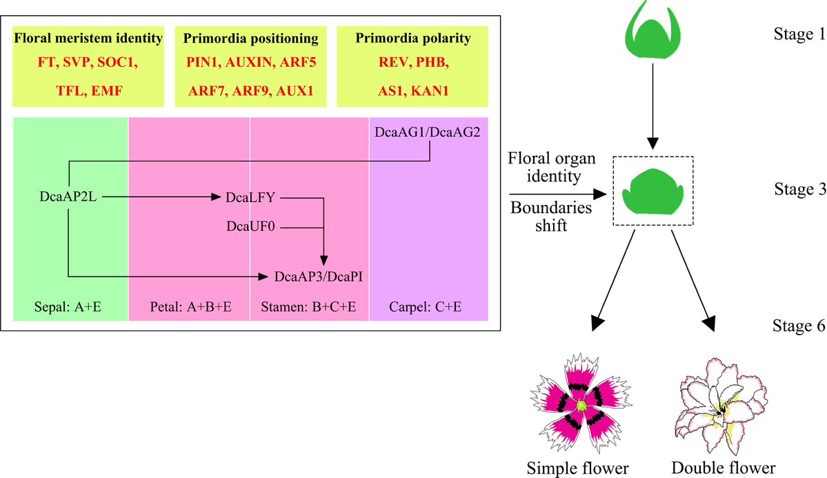 MaximumAcademic's tweet photo. #OPR
Comprehensive review of bract development, betalain-flavonoid color pathways, and MADS-box gene diversification in Bougainvillea.
@HortiPlant #Bougainvillea #BractDevelopment #FlowerColor
Details: https://t.co/8yDbfP9IhX https://t.co/coh48iiHj0