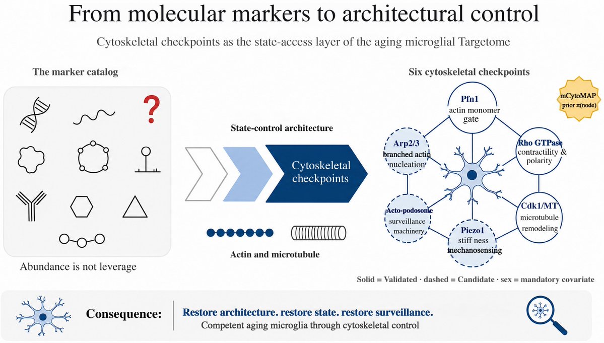 MaximumAcademic's tweet photo. #Targetome
Cytoskeletal checkpoints, not molecular catalogs, may govern microglial aging: Pfn1 and Arpc4 loss trigger divergent senescence and synaptic deficits.
@FDADrugs @EUDrugsAgency @isociologiaup #Microglia #Cytoskeleton #Dementia
Details: https://t.co/beKeUj7R3n https://t.co/DzGu4Y3YIf