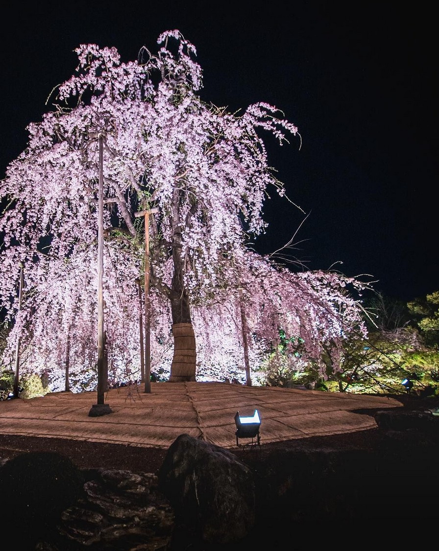 jmpjkflash's tweet photo. Put on some bossa nova and pretend you're walking through Kyoto at night. — Như https://t.co/d6juMXpRNt