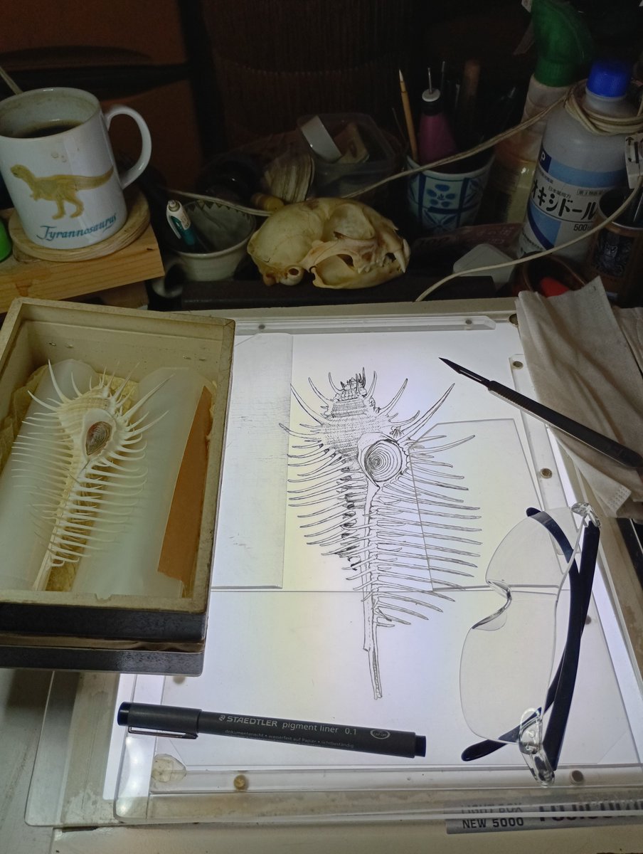torinohonetam's tweet photo. 涼しくなってきた（し溜まった製図作業に重い腰を上げて）ので、点描スケッチ再開

リハビリがてら描き始めたホネガイ

ここまで約5時間。ひとまず輪郭は取れたけど‥難しいのに手を出して投げ出すパターンかも…（ここから、点々打って掻き落として‥道遠し）

自分を追い込むため、あげておきます～ https://t.co/2BlP6gRlT0