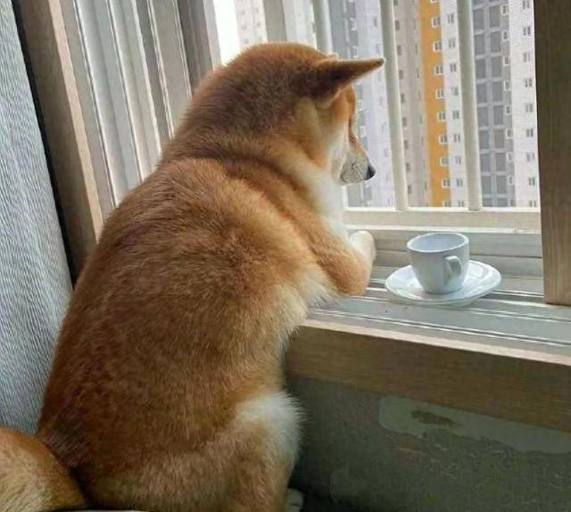 fischbrot's tweet photo. My old pup keeps me company through every rainy day coffee and quiet afternoon, and today he even brought me a crumpled leaf as a gift. This little guy is my best blessing. https://t.co/kUKWUrrAyF