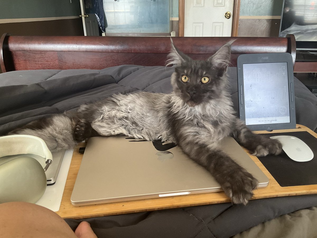 Dragonflyy7017's tweet photo. Okay last post about my kitten…this is him (Maine Coon) at 14 weeks compared to my other cat when she was 14 weeks! 🥴🙀 https://t.co/Hqv0dFP6k0