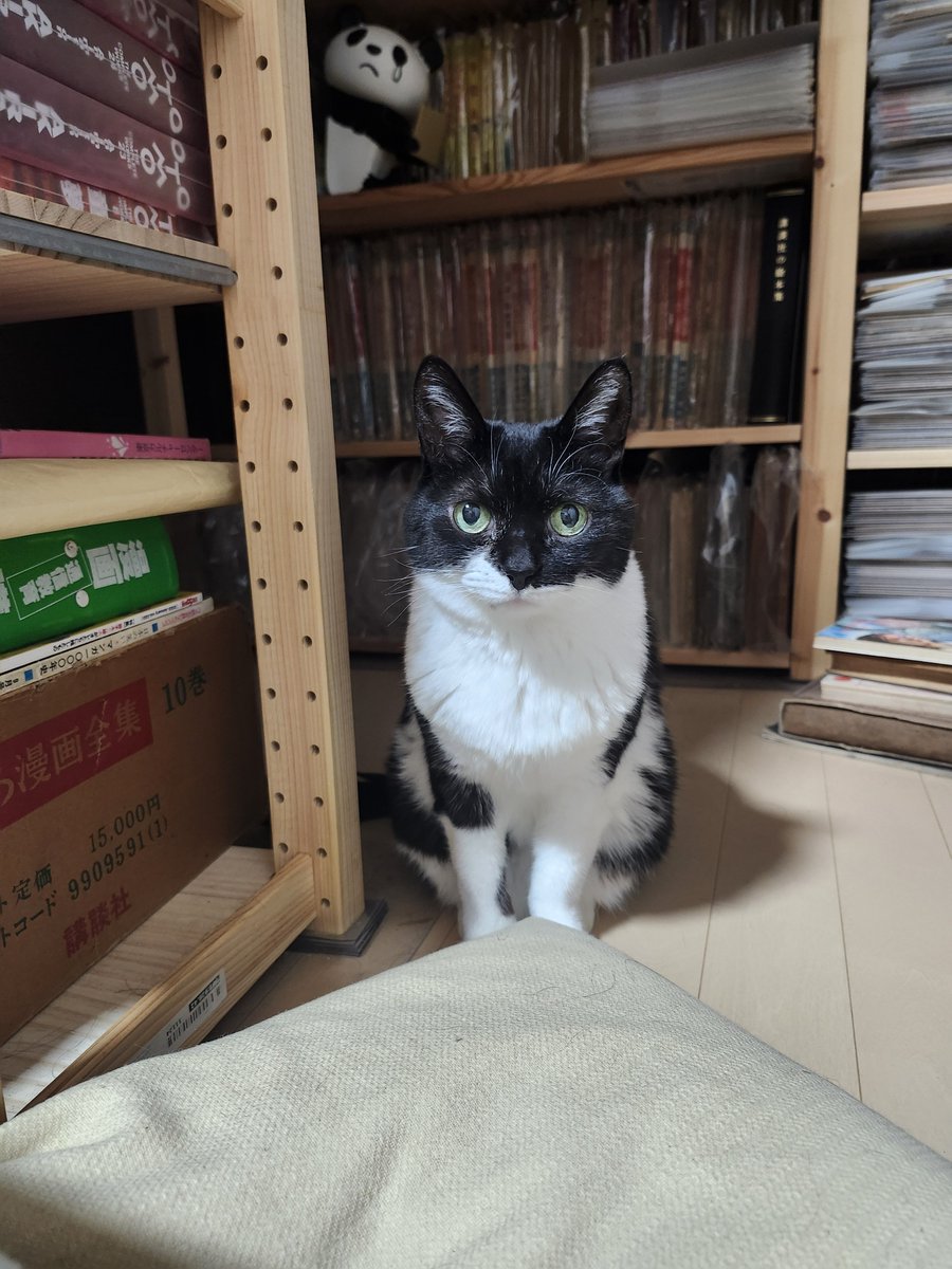 nue213's tweet photo. 今朝、猫が旅立ちました。17歳でした。貰われて来てからほぼ毎日一緒にいて、最期も私の膝の上で逝きました。
甘えん坊で、ビビりで、時々粗相もする可愛い子でした。
ありがとう、大好きだよ。 https://t.co/cPAlksOKrR