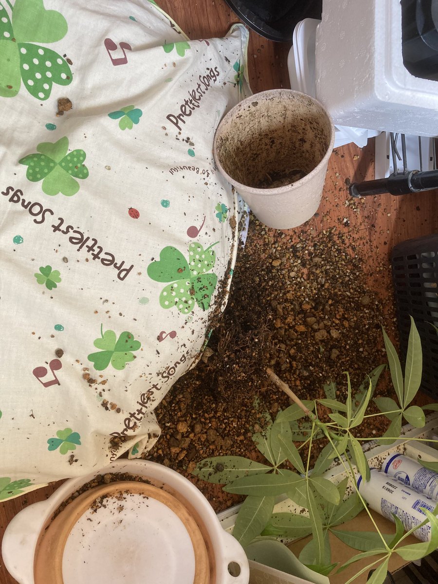 asutomatomato's tweet photo. おまっ!!ここ広島だぞ!!
台風の風の影響で 窓辺??に置いてた鉢植え倒れた(T_T)
風というか 風に靡いたカーテンが当たったんだけど…
とりあえず窓閉めて 土入れ直しました https://t.co/bTkuENZNCn