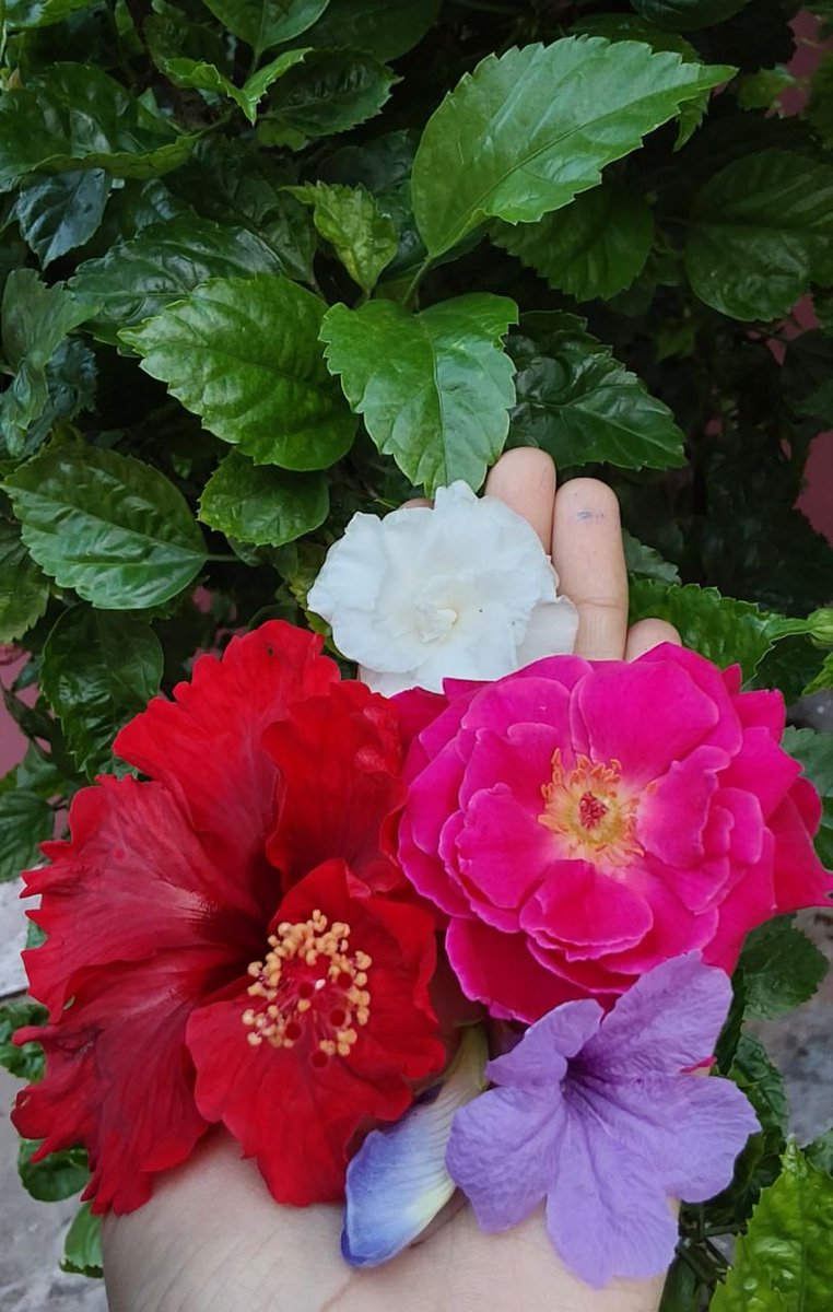 chatpatiparo's tweet photo. Veryyyy good morning🎶🫶 
In French we say bonjour .....🥰 https://t.co/GuUNu0SNQp
