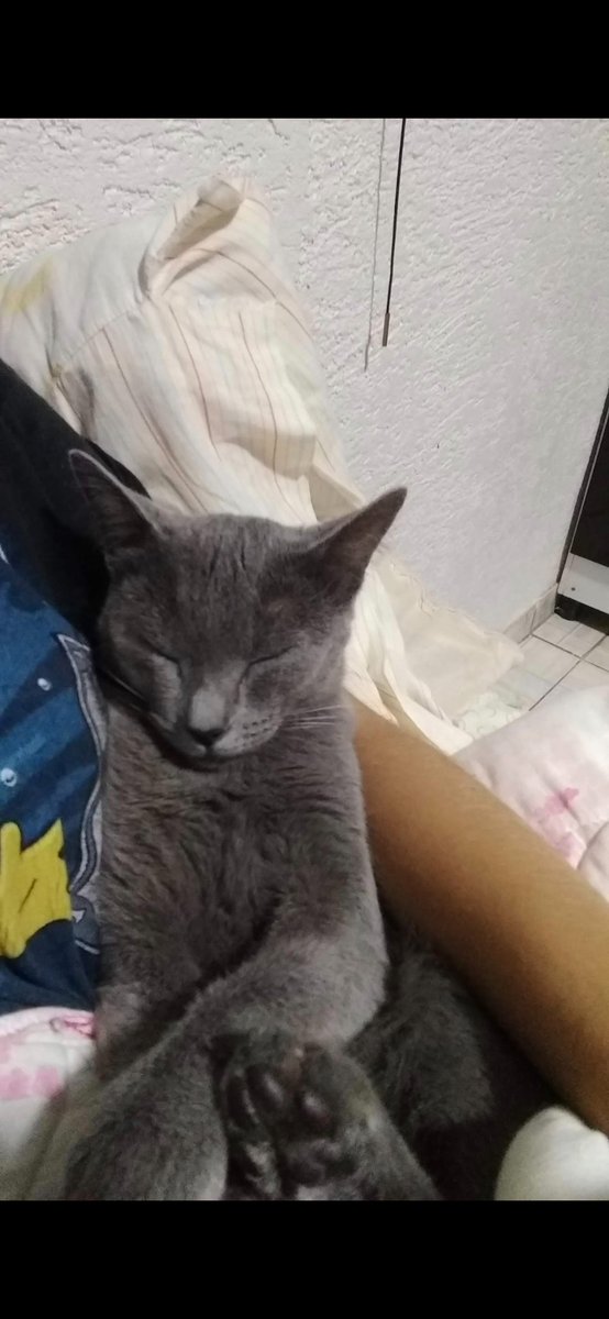 umacamponesaa's tweet photo. Uma das primeiras fotos que tirei dela / a foto mais recente dela. 

(Minha velhinha tá cmg desde 2018) https://t.co/c3oJpHitXS