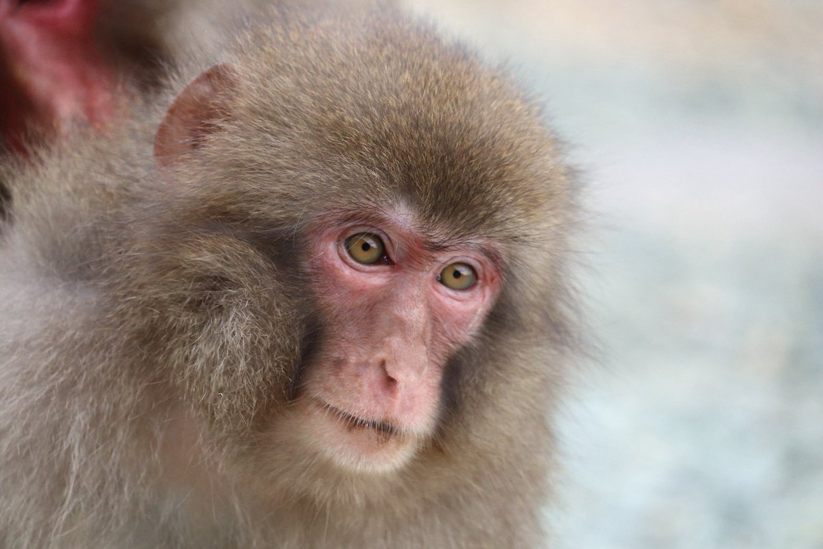 MonkeyBay5's tweet photo. #波勝崎モンキーベイ　
【2026年9月21日モンキーベイ🌊猿予報🐒】
本日:開園　
天気:雨☔微風🌬️
猿:猿が数頭います🐒

※本日台風接近のため事前の
お問い合わせがオススメです0558-67-0003
#ニホンザル　#南伊豆　#野生猿　
#japanesemonkey #izu #wildmonkey https://t.co/YjWyo1nL4e