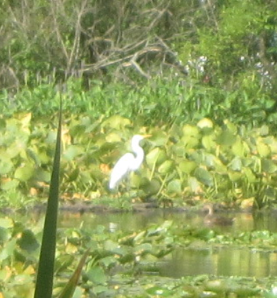 EricMunro623496's tweet photo. @TRHLofficial I like walking by the lake to see birds. https://t.co/FknxIs431e