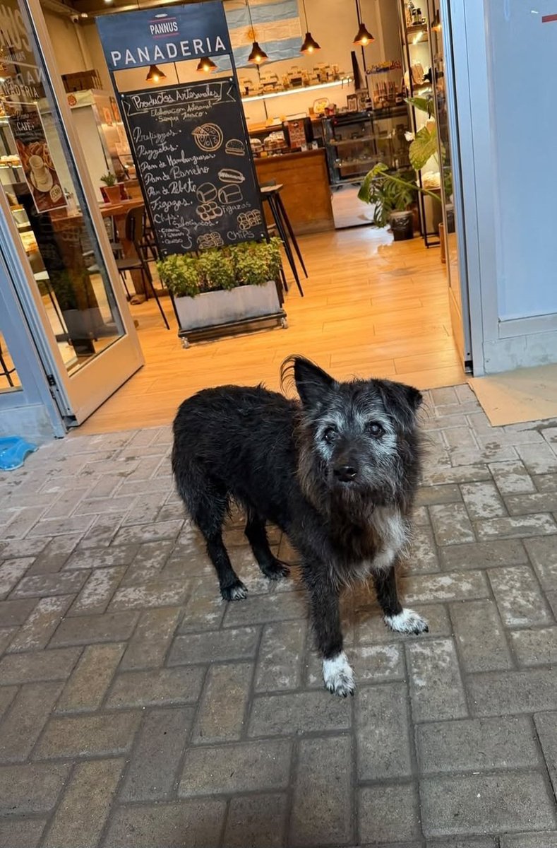 muypauly's tweet photo. Amigos de #maschwitz ! Un hombre acaba de abandonar a estos dos perritos en la puerta fe esa panadería. Podrán por favor acercarse? https://t.co/mgx79FdZF6