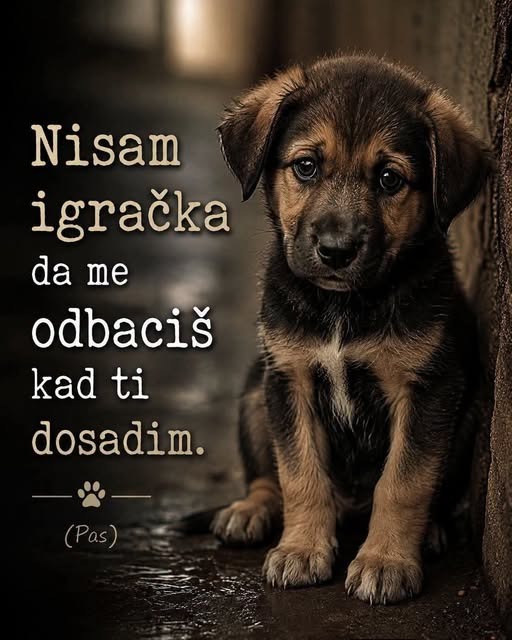 andrejic_bojan's tweet photo. Laku noć ❤️ https://t.co/Su4RVX4CxM