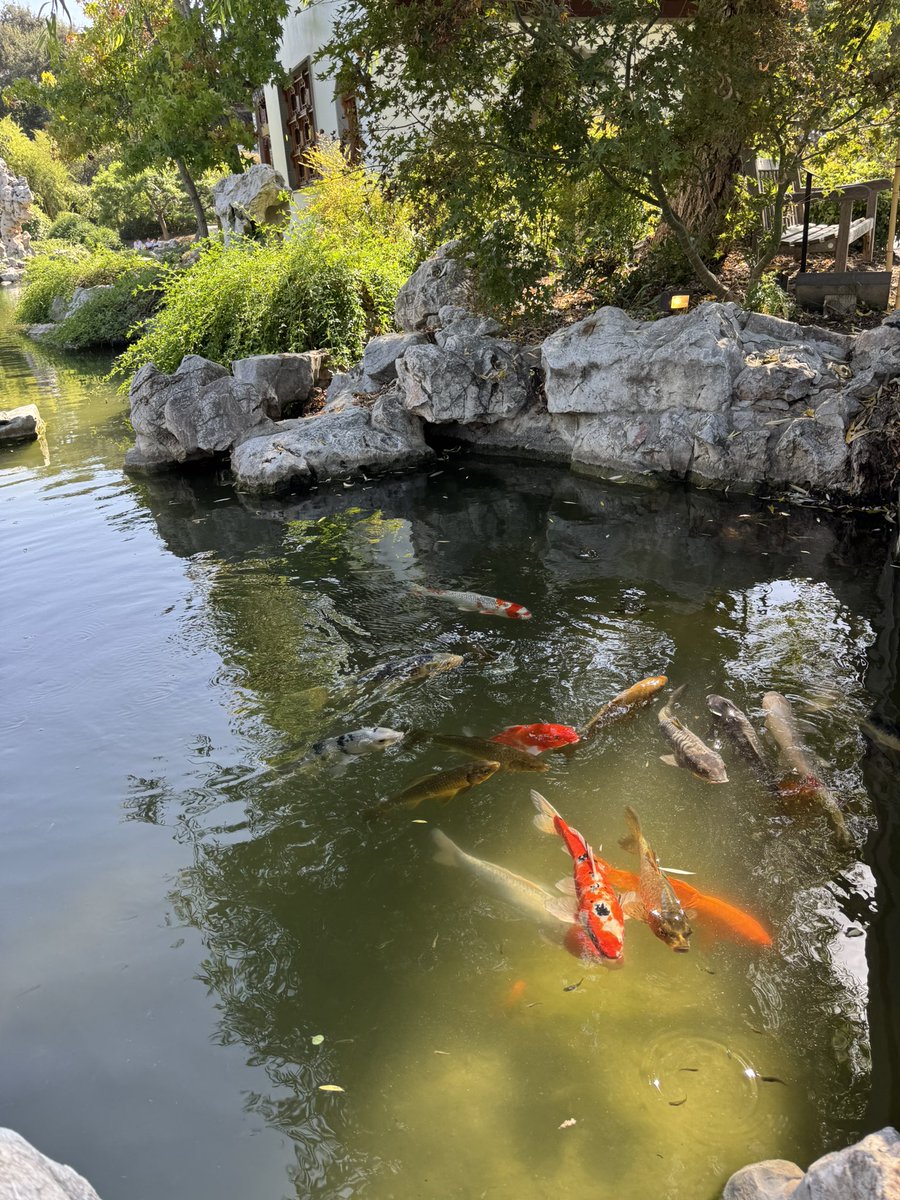 expresslilacs's tweet photo. Saw some nice fishes today! https://t.co/mzqXnMgZJU