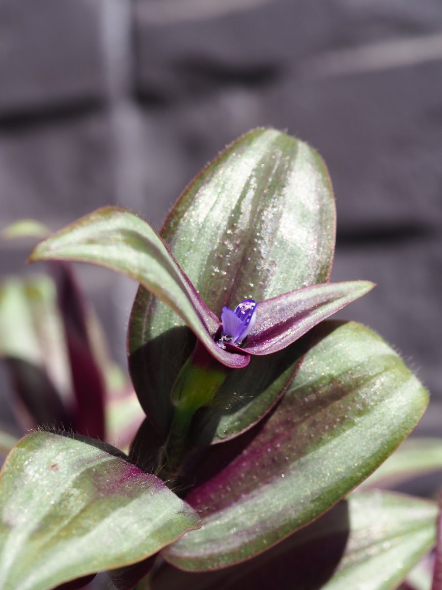 wabi59's tweet photo. 今朝見つけた！
庭の鉢から分けて植えたらぐんぐん育ったもの
場所が良いのかも♪と思っていたら可愛いつぼみ♡
一度だけ花をつけたことあったけどここ最近は葉ばかり
父に貰ったもの枯れかけては復活を繰り返してた

4枚目が2015.1　11年前!?
父が咲かせてくれた？
うれしい🥰

#シマムラサキツユクサ https://t.co/ofc4mHWtAn