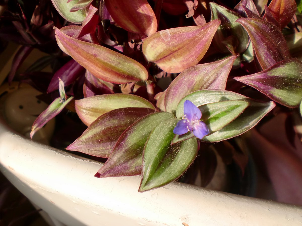 wabi59's tweet photo. 今朝見つけた！
庭の鉢から分けて植えたらぐんぐん育ったもの
場所が良いのかも♪と思っていたら可愛いつぼみ♡
一度だけ花をつけたことあったけどここ最近は葉ばかり
父に貰ったもの枯れかけては復活を繰り返してた

4枚目が2015.1　11年前!?
父が咲かせてくれた？
うれしい🥰

#シマムラサキツユクサ https://t.co/ofc4mHWtAn