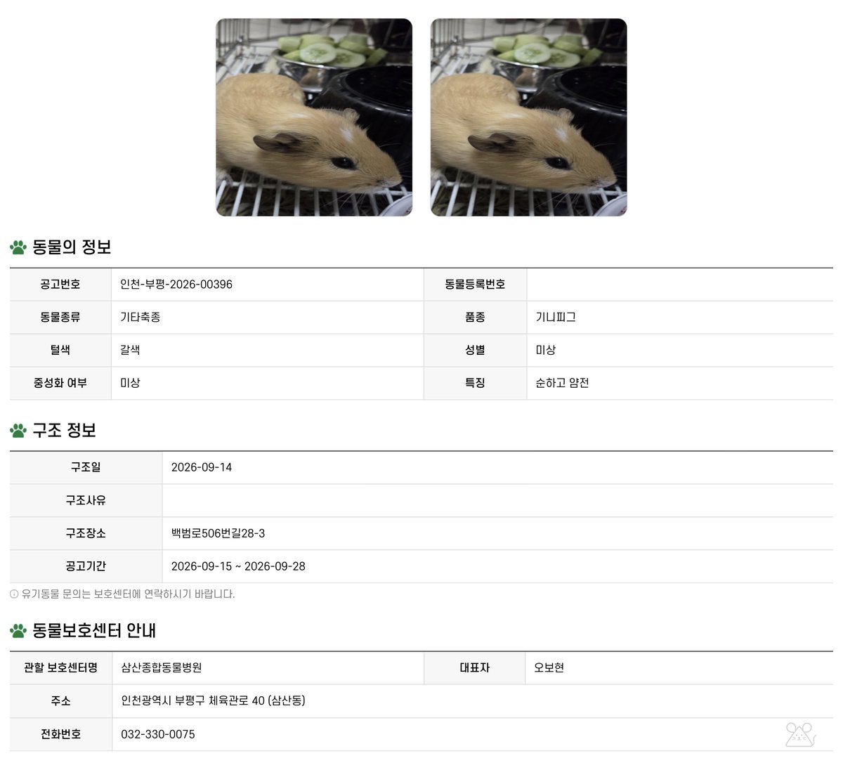 se_moz_'s tweet photo. 인천 기니휘기 구조해 임보처 이동했습니다 !! 네트망 사이로 나가서 얼떨결에 형아들과 합사가 되었는데, 너무 잘 지내고 있다는 웃픈 소식🤣
'망고'라는 이름 가지고 10월 초에 입양처로의 이동이 예정되어 있어요! https://t.co/KXn8IW9wCn