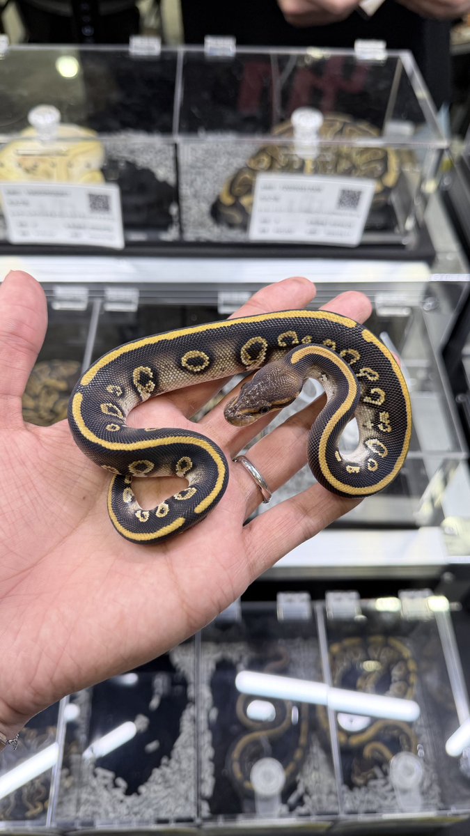 vbp_ballpython tweet picture