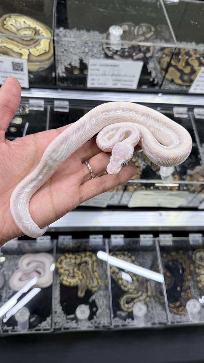 vbp_ballpython tweet picture