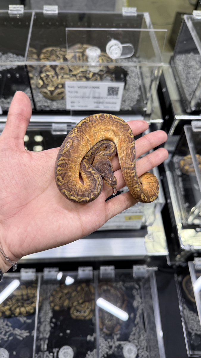 vbp_ballpython tweet picture