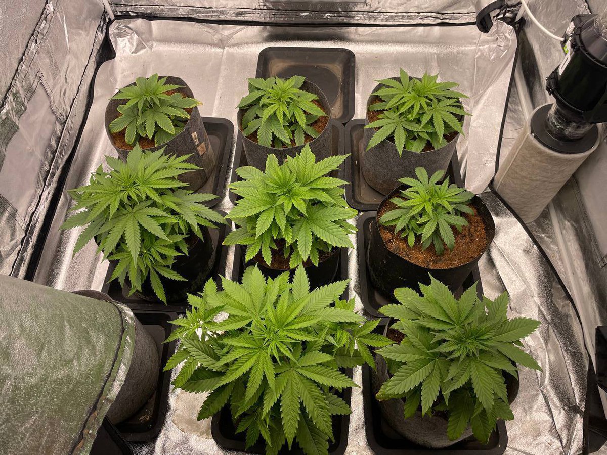weed_buy's tweet photo. #exoticstrains 
#topstrains https://t.co/F5iYriPrpj