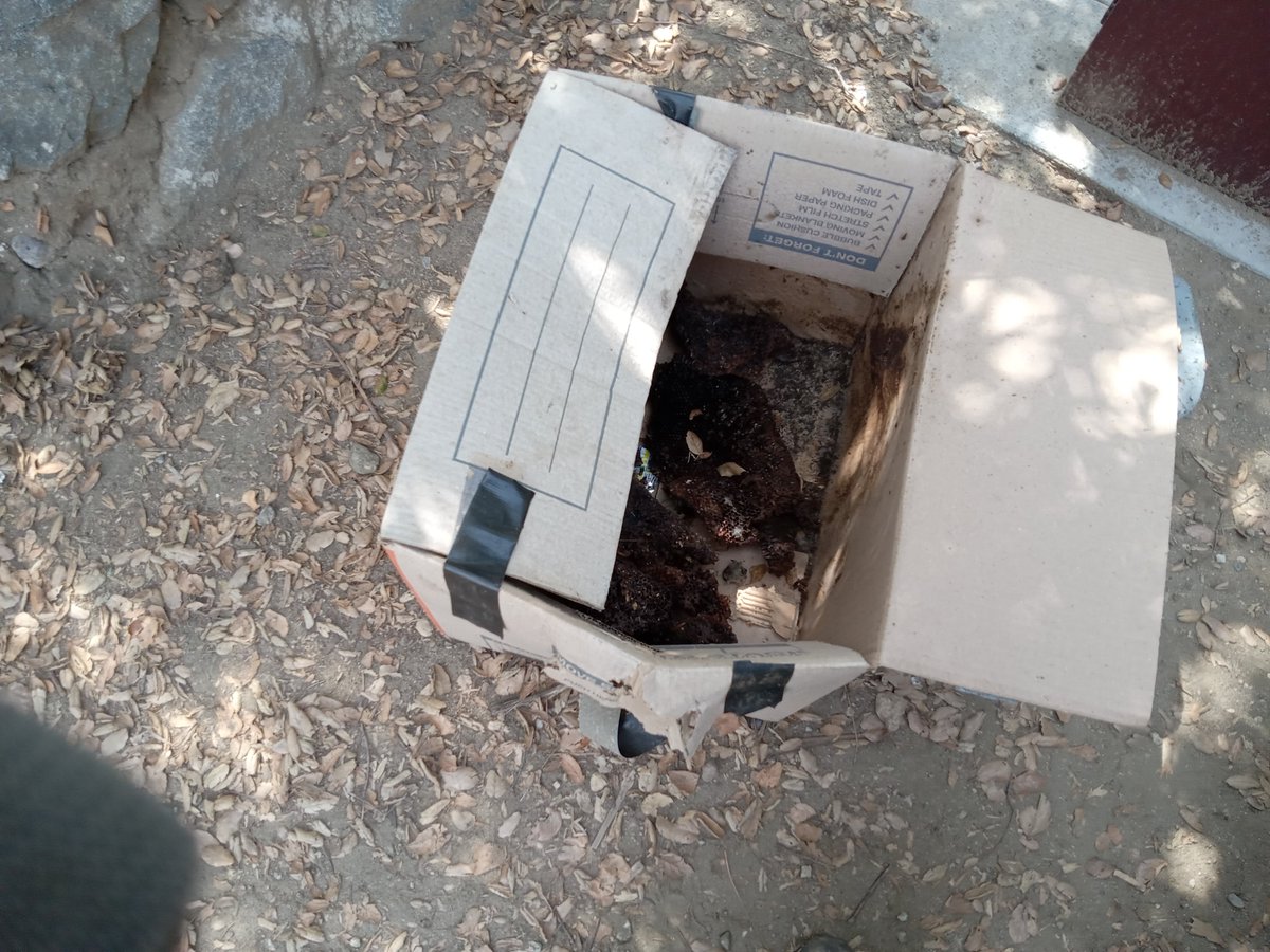 FredHikesThree's tweet photo. Bees! Scream! Beeees! Huge, aggressive, Africanized antifa chemtrails certainly-not-as-dead-as-they-look beeeees! I collected and hauled three 55 gallon trash bags of trash and got the defunct honey comb bee hive remains at Wren Meacham Trail and at the Rock House made of plywood https://t.co/IjTQ2BRgQU
