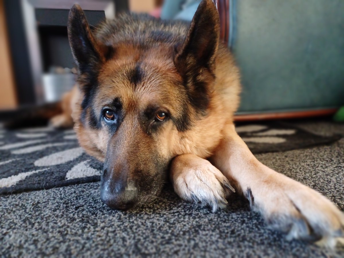 all_outside's tweet photo. 2014 to 2026
RIP my goodbye. Zeus passed away Tuesday. We are broken. https://t.co/VT7b7YF750