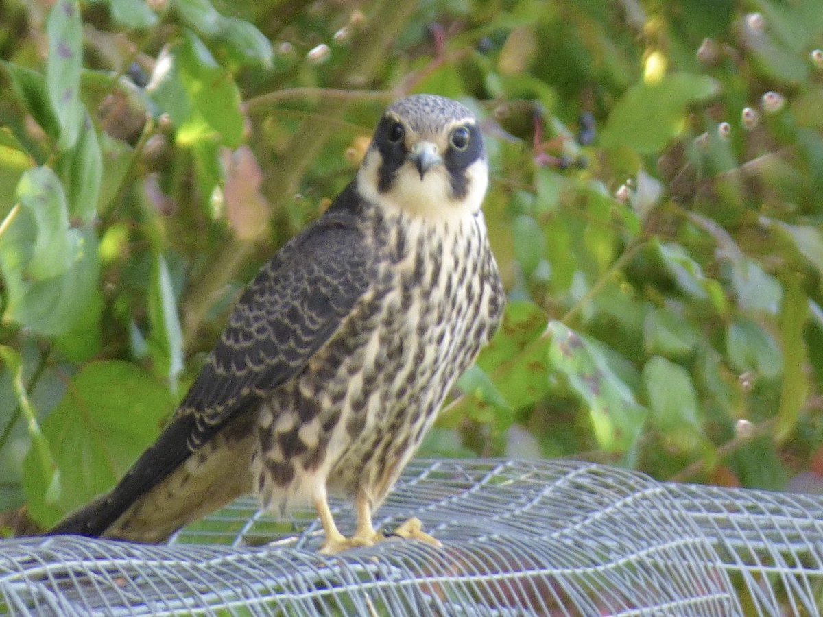 EthanTulloch's tweet photo. Recent juvenile hobby, landed very close https://t.co/5FchZyEs0P