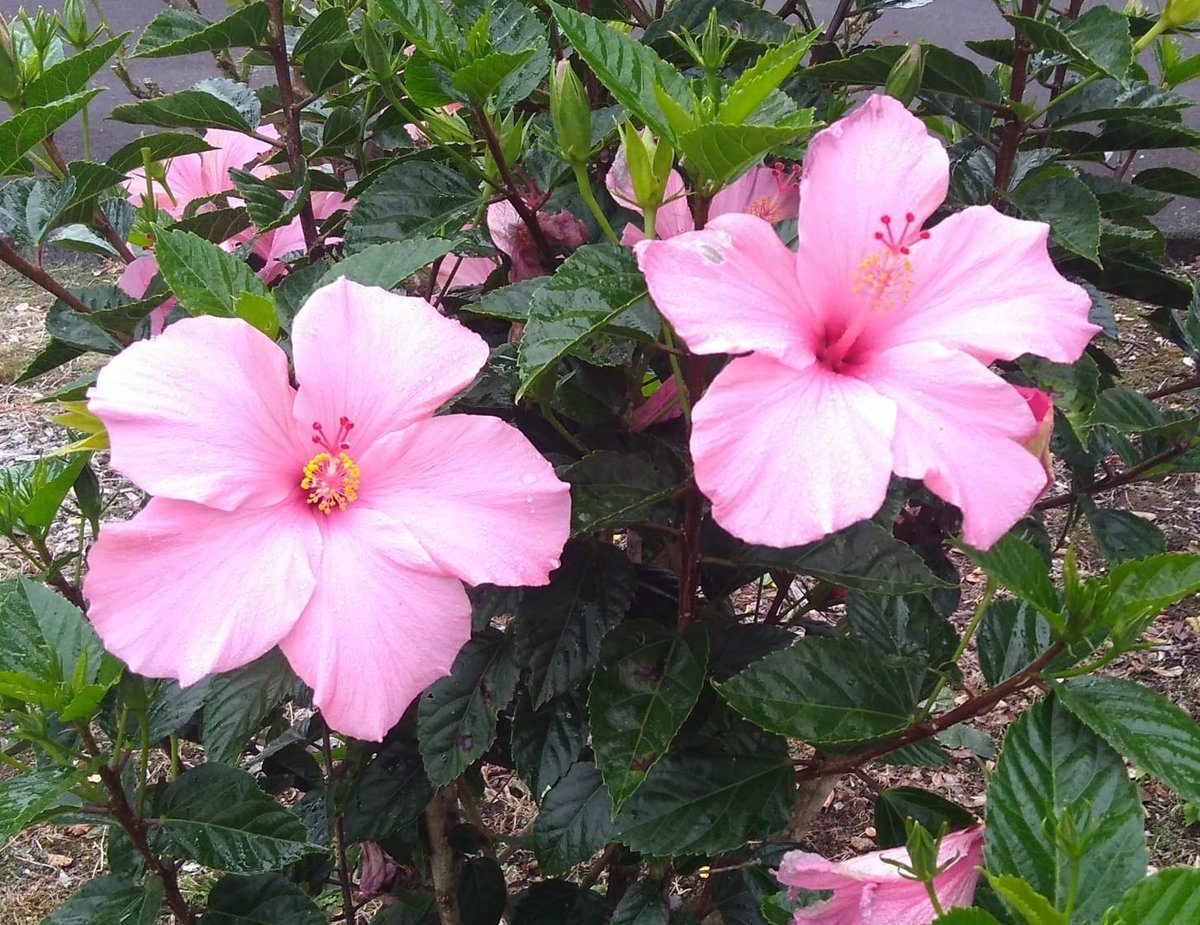 7th_Order's tweet photo. 7th Order wishes you a terrific Sunday from the Big Island of Hawaii!          

#hawaiivolcanoesnationalpark #bigislandhawaii #hawaii #picoftheday #hibiscus #flowers #paradise #photography #nature #retweet #camping #hiking #danieljones #7thorder https://t.co/Rg5MGndrKH