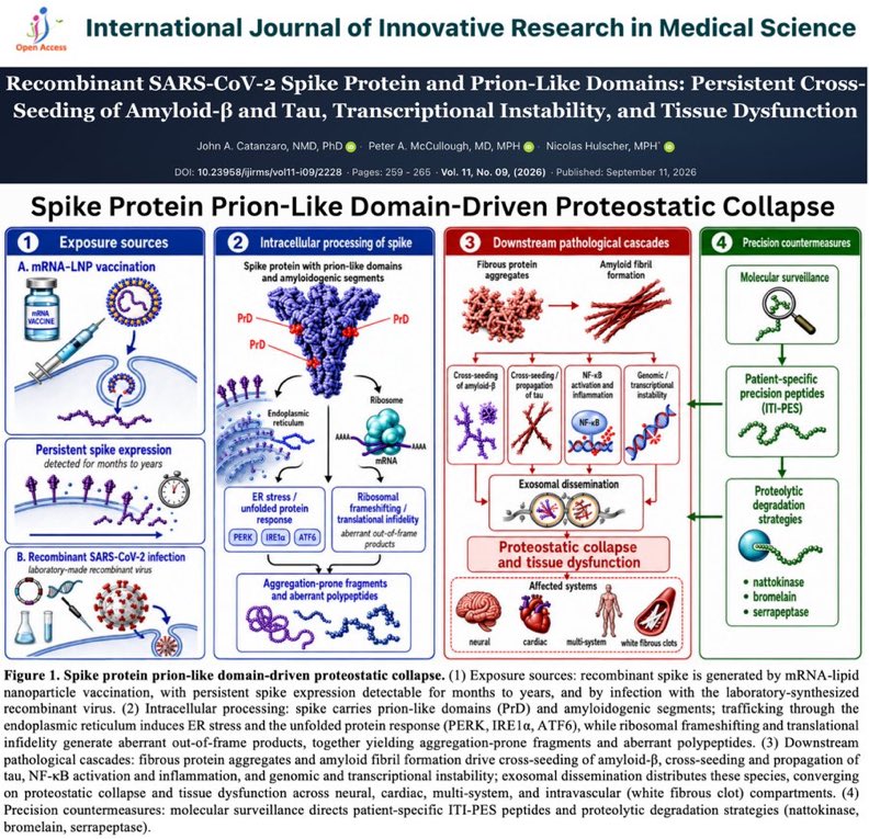 verity_france's tweet photo. DES MILLIARDS de personnes ont été exposées à une protéine spike FABRIQUÉE EN LABORATOIRE contenant des DOMAINES DE TYPE PRION capables de promouvoir un dangereux amas de protéines.

Cela aide à expliquer la MALADIE DE CREUTZFELDT-JAKOB associée à la spike, la formation de MICROCAILLOTS amyloïdes, les GRANDS CAILLOTS FIBREUX BLANCS, et les dommages progressifs multi-organes.