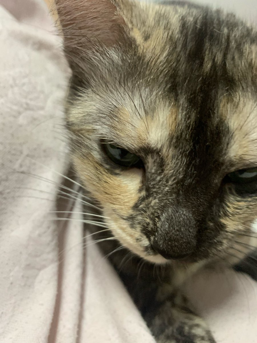 msv_cky's tweet photo. my babieee cuddling wit me 🥺 https://t.co/OGzrgZ08oz