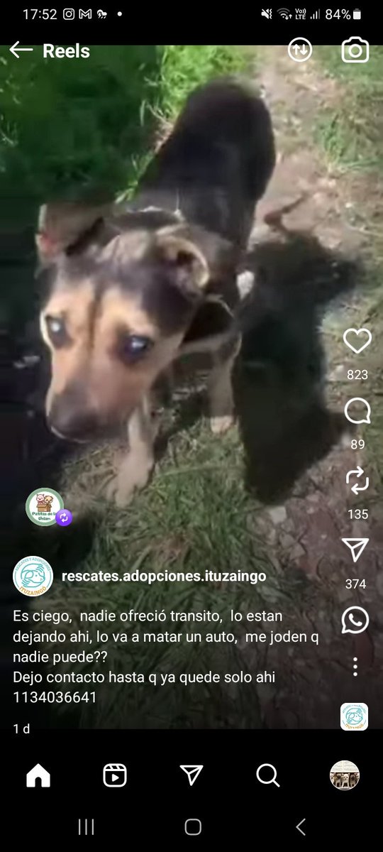 ComoNoAdorarlos's tweet photo. 🆘️ PERRITO CIEGO EN LA CALLE #ituzaingo 🆘️
🥺🙏🙏🙏🙏🙏👇👇👇

https://t.co/CnkoKhK1mJ https://t.co/nGtVRB51jf