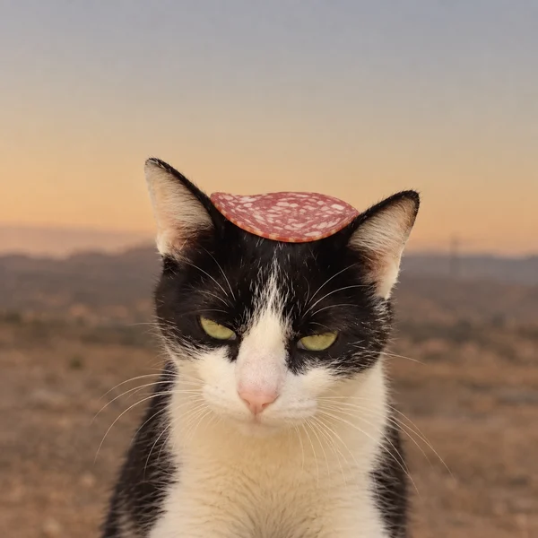TemuDuval's tweet photo. I think I found the cleanest Solana runner 😭

cat wif salami.

that’s literally it.

cute cat.
salami.
Solana.
no thesis needed. no fake lore.
just a stupidly simple meme that looks like it belongs onchain.

CAT WIF SALAMI https://t.co/v60j0Vee5E