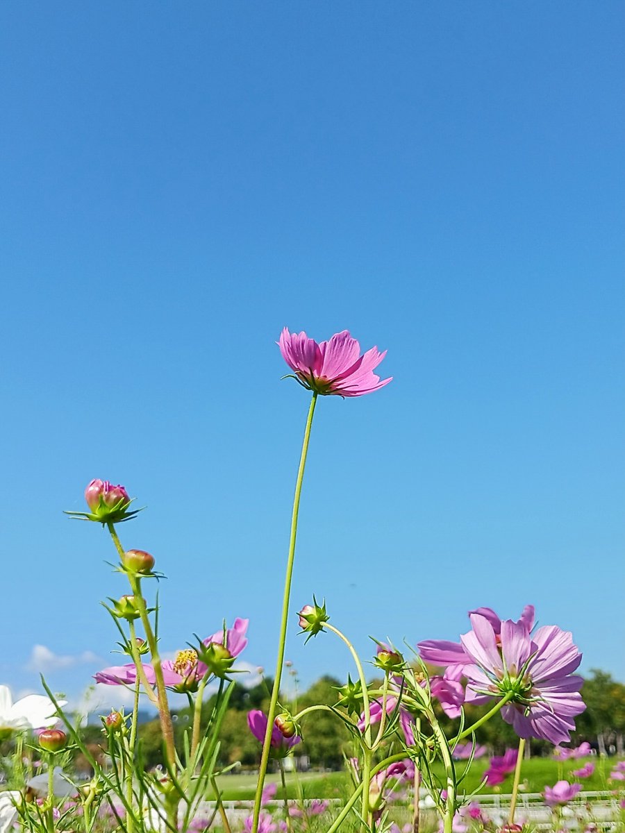 harukun521's tweet photo. おはようございます
今週もがんばりましょう

#写真好きな人と繋がりたい 
#花 https://t.co/4K7GB4qDxk