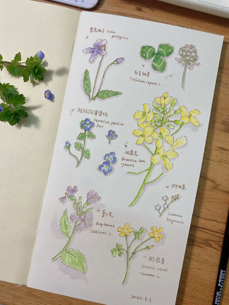 ash_luv5's tweet photo. Want a fun way to unwind Start doodling small plants—no skills needed! Grab a pen and paper, 10 mins a day, watch your creativity grow.  #HobbyForBeginners https://t.co/16lCOVyh3E