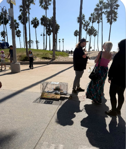 joey_tuccio's tweet photo. From Ventura to Venice, the underground criminal enterprise around breeding and selling animals is rampant. https://t.co/JCTmI7Tomt