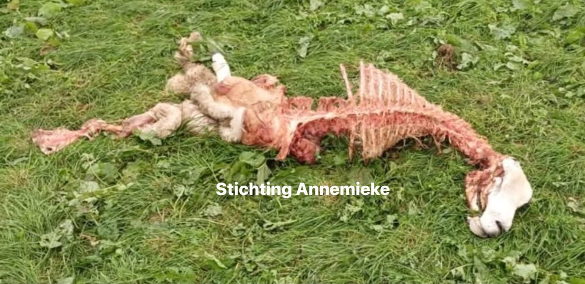AvanStraaten's tweet photo. Ik krijg al heel erg lang keer op keer de vraag waarom de Partij voor de Dieren, zo’n groot voorstander van de wolf, zo weinig van zich laat horen wanneer dieren er zó bij liggen. Je moet daarvoor begrijpen hoe diep dat denken van hun in “natuurlijke processen” zit. We hebben het gezien bij de Oostvaardersplassen. Grote grazers achter een hek gezet in een door Frans Vera en vrienden gecreëerde situatie, en vervolgens moet de natuur zogenaamd haar gang gaan en worden ze aan hun lot overgelaten. Het natuurlijke processen beleid moest leidend zijn. Duizenden heckrunderen, konikpaarden en edelherten vielen kapot van de honger en verwaarlozing. Partij voor de Dieren deed niets. 

Inmiddels wordt er beheerd, daar is dan ook alles mee gezegd. 

Maar zodra een mens een dier doodt, een jager een geweer pakt of ergens wordt gesproken over afschot, staan deze zogenaamde dierenliefhebbers op de barricades.

En over het voorkómen van onnodig lijden? Daar hoor je ze nooit over. Terwijl dát toch juist de kern zou moeten zijn van een partij die zegt voor dieren op te komen.

En kijk nu eens naar deze zeer recente foto.

Een dier aangevallen en helemaal opgevreten door wolven. Gruwelijk dierenleed, niets meer en niets minder. Dan is de verontwaardiging ineens ver te zoeken. Dan heet het opeens NATUUR.

Dan moet de dierhouder maar een wolfwerend raster neerzetten. Nog een draadje. Nog een hek. Nog meer geld. Nog meer maatregelen. En gebeurt het vervolgens tóch, dan geven ze alsnog de dierhouder de schuld en blijven ze zeiken. 

En begin vooral niet over het dierenleed, want binnen vijf minuten komt het standaard antwoord. “Ja maar, hoeveel dieren worden er wel niet geslacht?”

Wat de fuck heeft dat met DIT dier te maken? Is dierenleed ineens minder erg wanneer de wolf de veroorzaker is? Voelt dit dier minder angst? Minder pijn? Minder stress omdat zijn aanvaller beschermd wordt?

NEE.

En dát is precies de hypocrisie waar ik zo ontzettend klaar mee ben. En ik vertel dit al vele jaren. De wolf staat voor hun boven ieder ander dier, want de wolf moet de dierhouder het laatste zetje geven, zodat ze stoppen, want de veestapel moet worden gehalveerd. En de grond hebben ze nodig voor nieuwe natuur, zodat de groene graaiers nog meer hun zakken kunnen vullen met rapportjes schrijven en subsidies graaien. Jagers zien ze liever verdwijnen. Natuurgebieden moeten dicht. Natuurlijke processen moeten meer en meer ruimte krijgen. De wolf moet koste wat kost beschermd worden. Rewilding krijgt alle ruimte in het natuurdebat en ondertussen wordt er alweer gesproken over de lynx, de eland, de goudjakhals en zelfs de terugkeer van de bruine beer.

Die nepnatuur moet steeds wilder hier in Nederland. 

Ze willen oernatuurtje spelen in één van de dichtstbevolkte landen van Europa. Ze zijn stapelgek! 

En wij die een ander mening hebben, moeten vooral hun mond houden van hun achterban, want dát past niet bij dat romantische plaatje van een wolf die bij zonsondergang over de heide loopt en niet te vergeten het gigantische verdienmodel! 

Doe je dat niet, word je in mijn geval gigantisch afgezeken met de meest smerige leugens en scheldwoorden, geïntimideerd en met de dood bedreigd, zodat ik al jaren met een veiligheidskastje om mijn nek loop. Eén druk op de knop en de politie staat binnen no time bij me. Te gek voor woorden. 

Walgelijk. Een Partij voor de Dieren die ZEGT voor dieren op te komen, maar ZÓ SELECTIEF is in haar verontwaardiging over dierenleed!

En bespaar me het eeuwige vingertje over vlees eten ook maar even. Ik vraag me werkelijk af wat al die principiële dierenliefhebbers iedere avond in de voerbak van hun hond of kat gooien.

Vast geen sojabonen.

Annemieke van Straaten