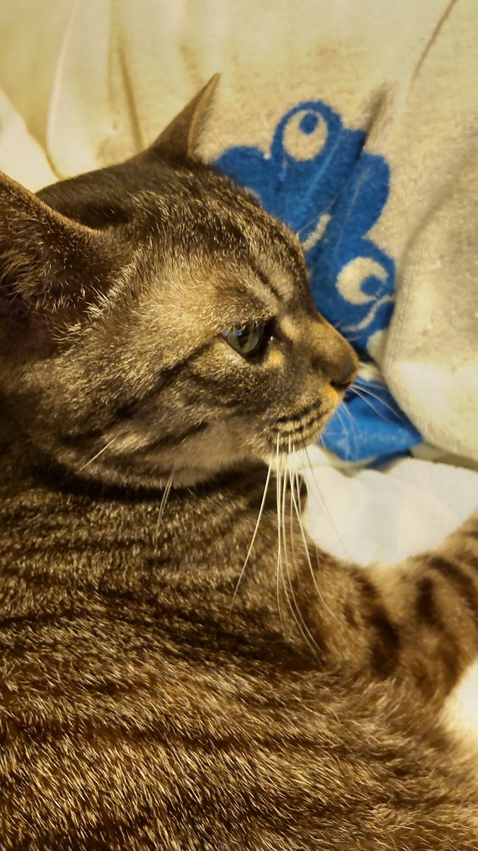 kanabinaka32209's tweet photo. おはようございます😸🥸#ねこ
#cat
横から https://t.co/1XJhmxlhsX