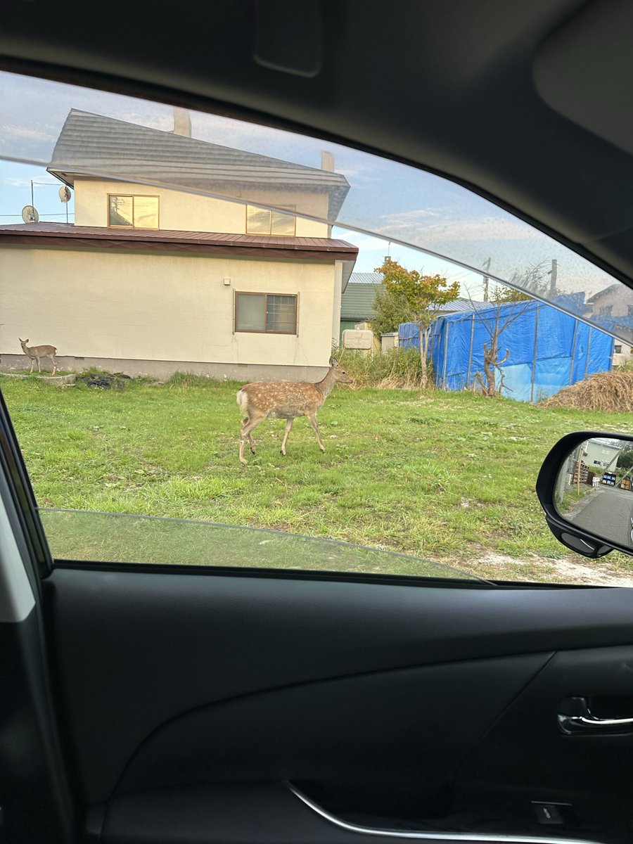jintann_FUWA's tweet photo. 家の近所にシカさん🦌 https://t.co/NvpUBIbDrb