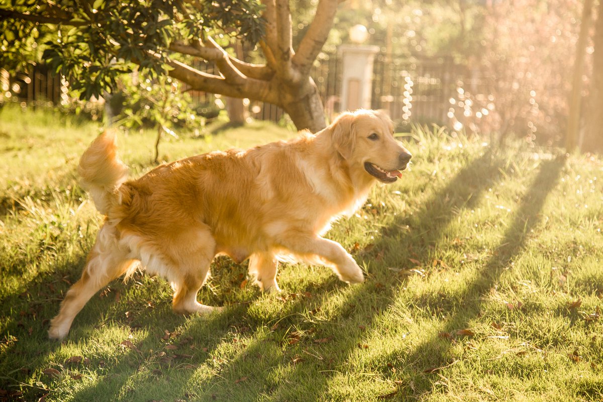 gobs88's tweet photo. [My tiny pup Max just hit his 6-month growth milestone! From wobbly newborn to zooming ball of energy—love watching this little guy grow every single day ] https://t.co/jkLgqdbNsR
