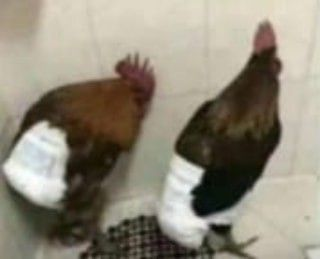 kyonsutoo's tweet photo. mutis  qué harían si entran  al baño  y ven esto https://t.co/BkWY2IuUXL